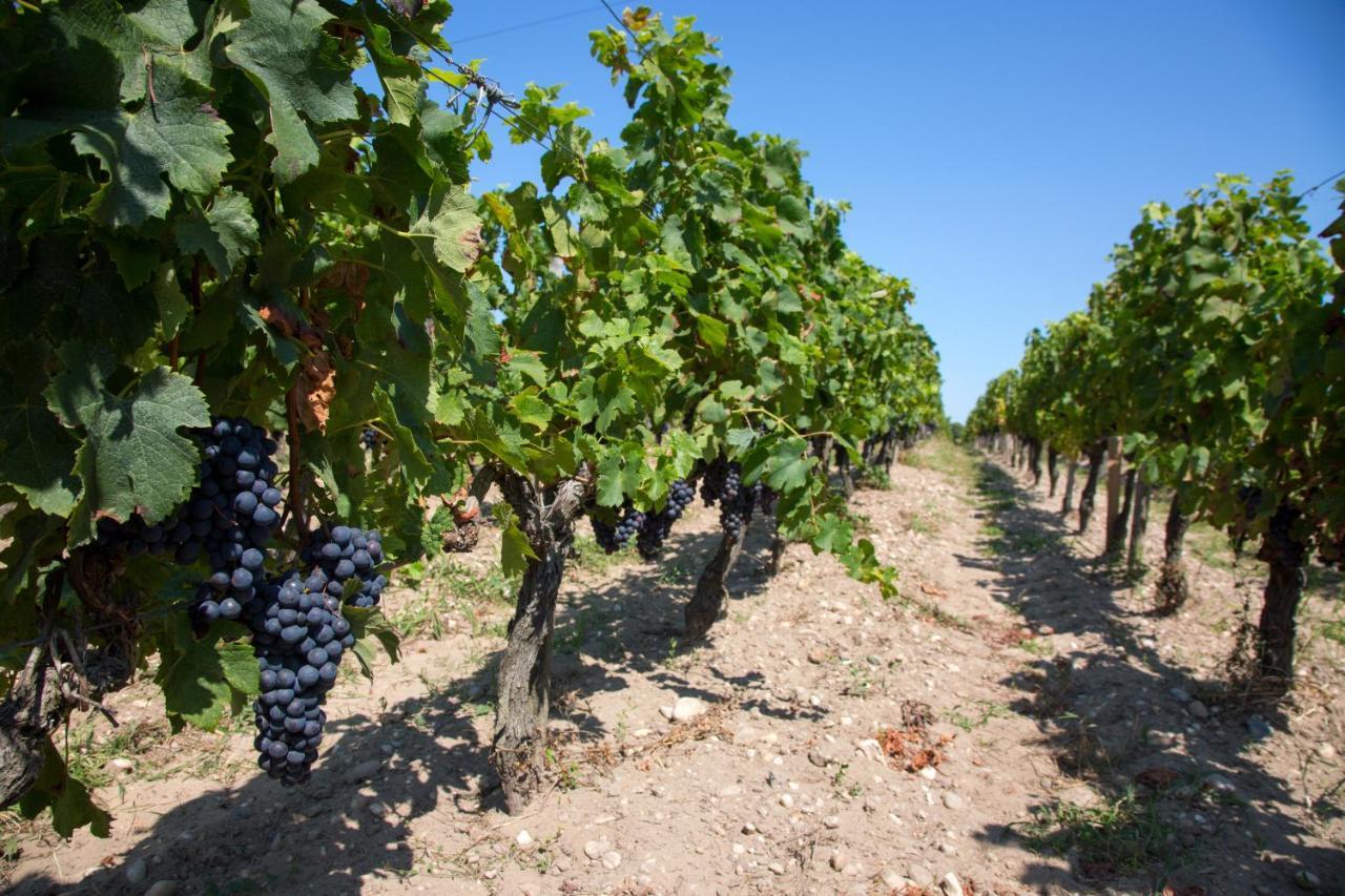 Le Pian-Médoc Wine Hote Chambre D'Hotes מראה חיצוני תמונה